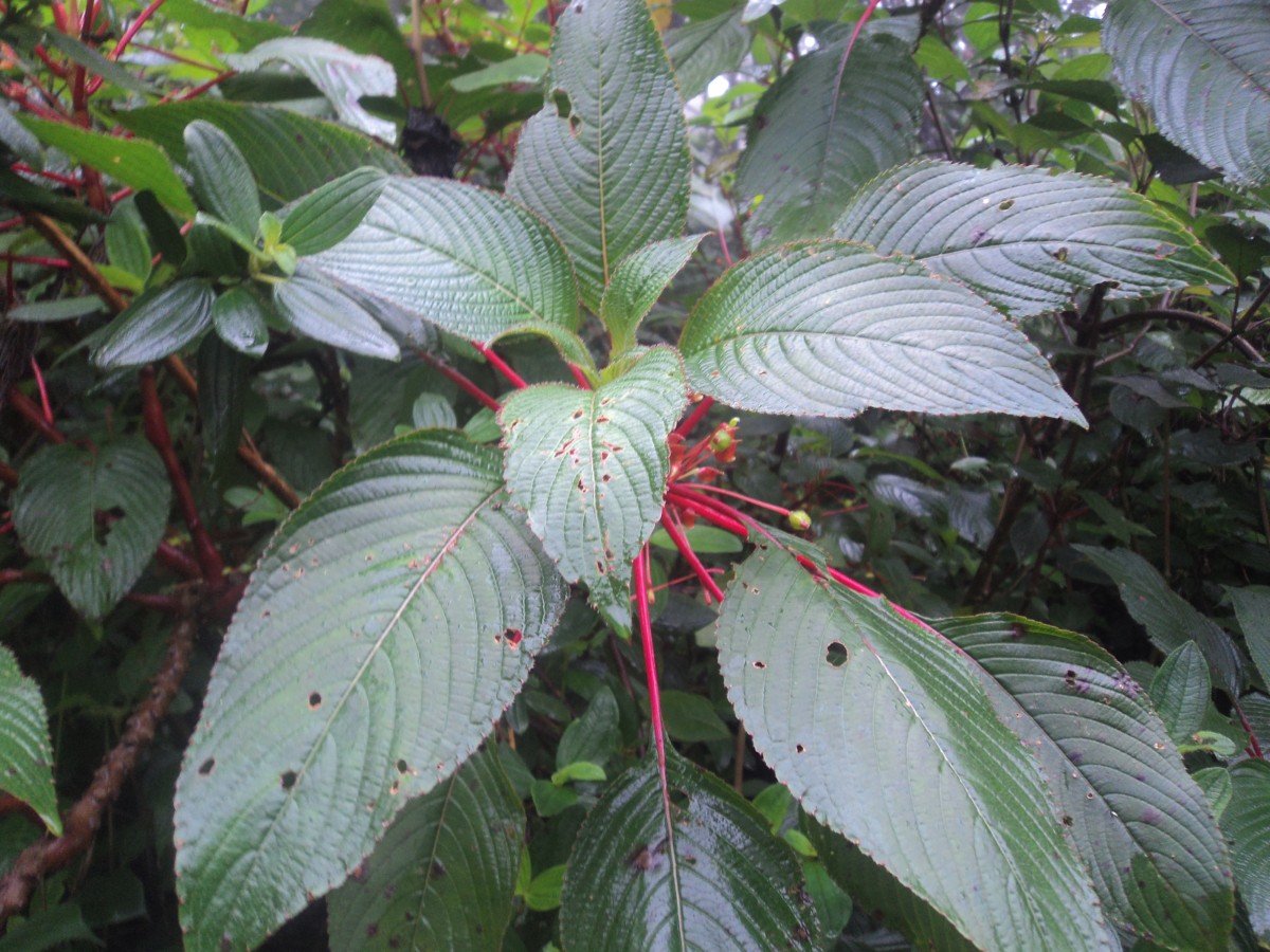 Impatiens macrophylla Gardner ex Hook.